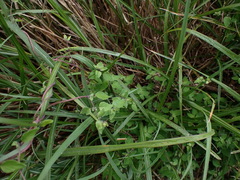 Codonopsis kawakamii