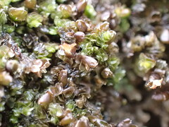 Frullania squarrosula