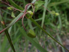 Codonopsis kawakamii