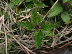 Urtica taiwaniana