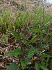 Urtica taiwaniana
