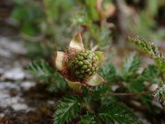 Rubus pungens oldhamii