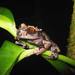 Coronated Tree Frog - Photo (c) Jorge Armín Escalante Pasos, some rights reserved (CC BY), uploaded by Jorge Armín Escalante Pasos