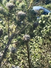 Aspalathus chenopoda