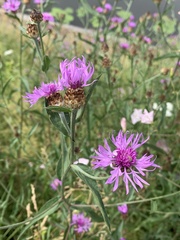 Centaurea jacea