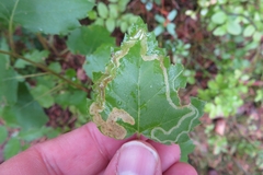 Agromyza alnibetulae