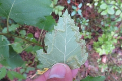 Agromyza alnibetulae
