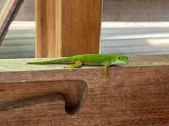 Phelsuma astriata