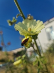 Mylabris quadripunctata
