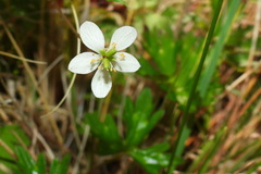 Anemonoides stolonifera