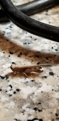 Desert Clicker Grasshopper photo 5
