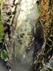 Myomenippe hardwickii