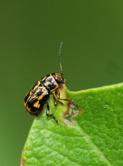 Pachybrachis hieroglyphicus