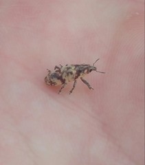Hypolixus pica