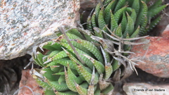 Haworthiopsis fasciata