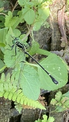 Leptogomphus sauteri formosanus