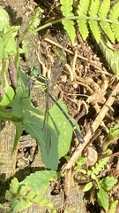 Leptogomphus sauteri formosanus