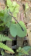 Leptogomphus sauteri formosanus
