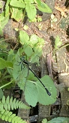 Leptogomphus sauteri formosanus