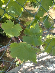 Vitis vinifera vinifera