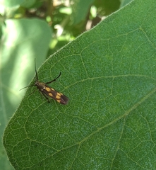 Eretmocera impactella