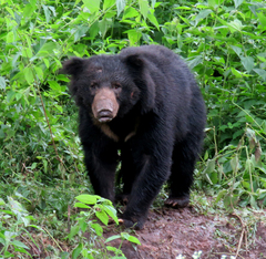 Melursus ursinus ursinus