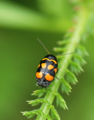 Cryptocephalus anticus