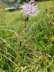 Dianthus superbus alpestris
