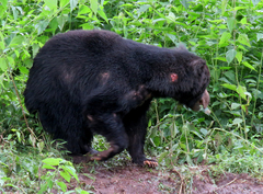 Melursus ursinus ursinus