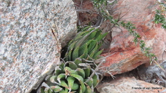 Haworthiopsis fasciata