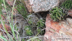 Haworthiopsis fasciata