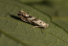 Phyllonorycter geniculella