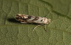 Phyllonorycter geniculella
