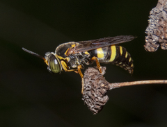 Bicyrtes insidiatrix