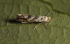 Phyllonorycter geniculella