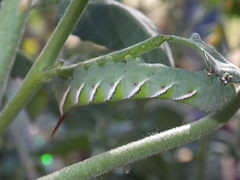 Manduca sexta