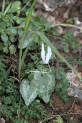 Cyclamen creticum