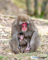 Macaca fuscata fuscata