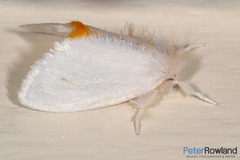 Euproctis melanosoma