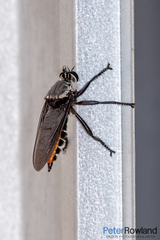 Blepharotes coriarius