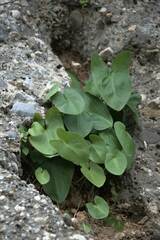 Arisarum