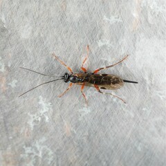 Pimpla turionellae