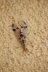 Dendroleon pantherinus