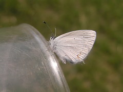 Cupido amyntula