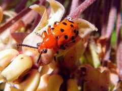 Crioceris duodecimpunctata