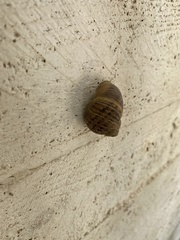 Cornu aspersum