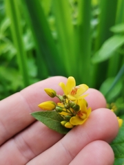 Lysimachia vulgaris