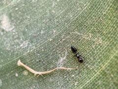 Camponotus