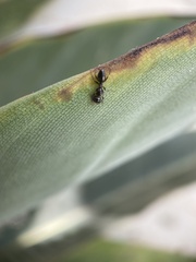 Camponotus