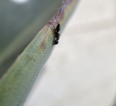 Camponotus
